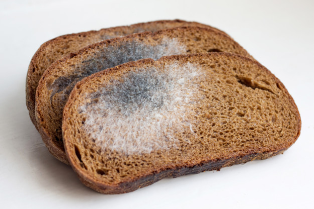 Mold gathers on an exposed bread surface